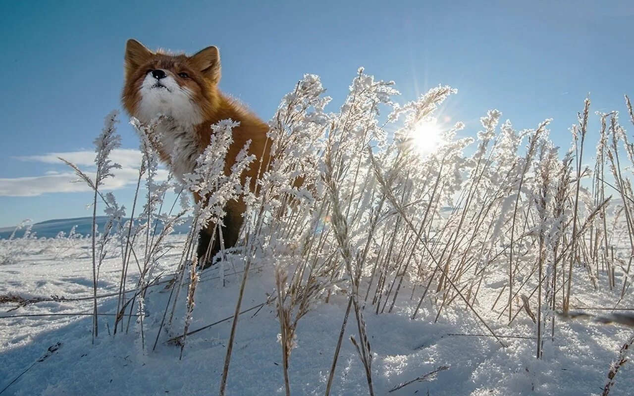 Снежное утро. Зимние животные. Животные зимой.