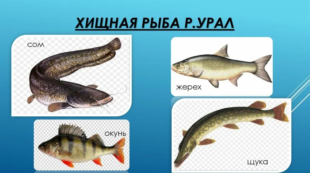 Хариус дальневосточный. Хариус на урале. Язь рыба. Подъязок рыба. Рыбы урала.