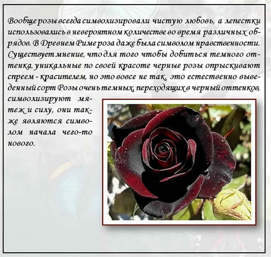 Значение 1 розы. Цвет розы черная магия.