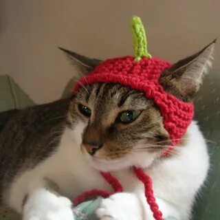 Кошечка сказала