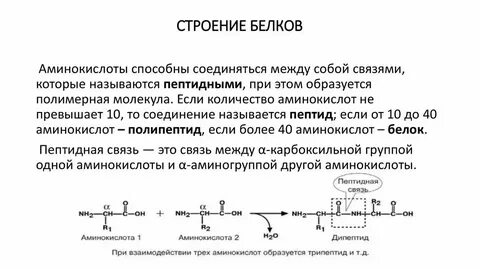 Конспект белки функции белков
