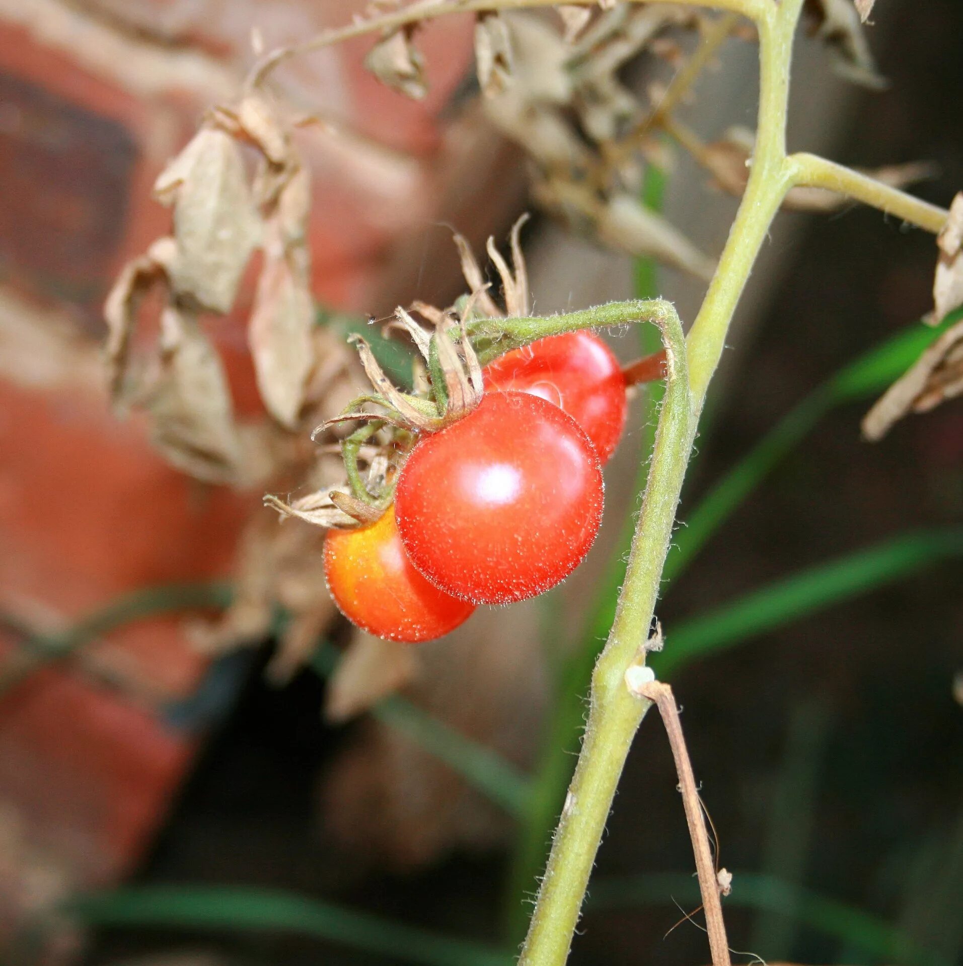 Почему мало томатов. Цветок томата. Маленькие помидоры. Цветок томата фото. Цветок и ягода томата.