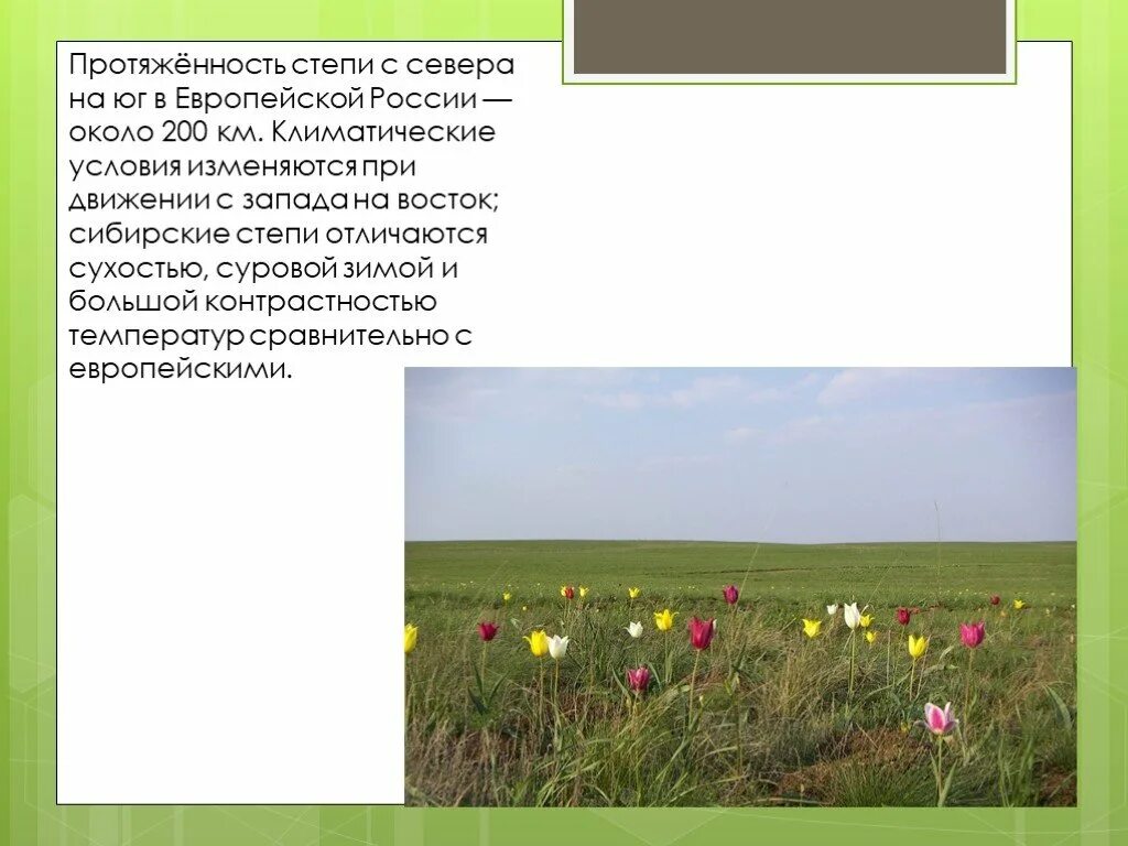 Зона степей России. Степи европейской части России. Зона степей в России расположена. Зона степей на карте.