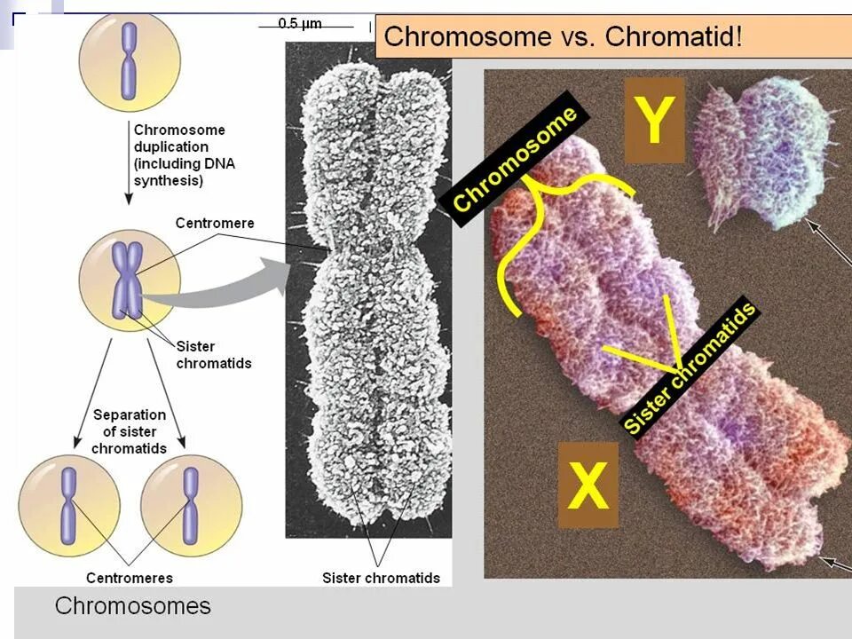 Хромосома. Строение хромосомы. Однохроматидные хромосомы. Хромосома и хроматида. Х хромосома это мужская