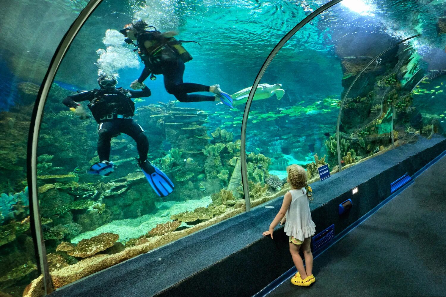 Куда сходить в 4. Sochi Discovery World Aquarium, Сочи. Сочи Дискавери ворлд аквариум. Курортный городок Адлер океанариум. Адлер Ленина 219 океанариум.