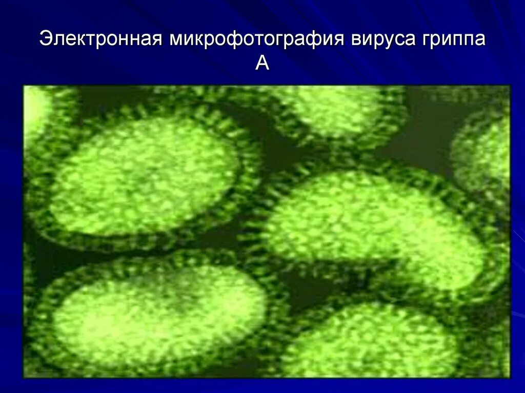 Вирус гриппа одноклеточный. Электронная микрофотография вируса гриппа а. Типы вируса гриппа. Группа вирус!. Вирус гриппа микрофотография.