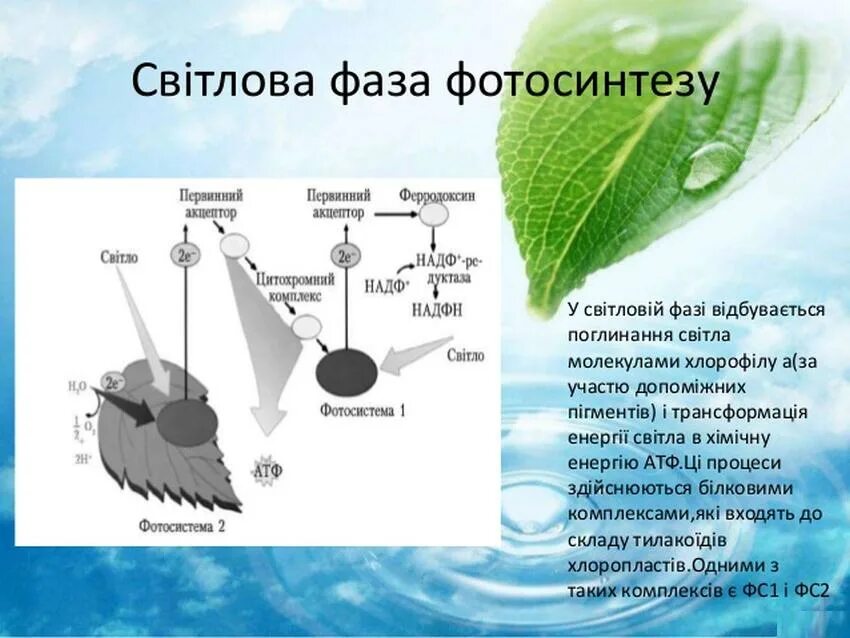 Co2 h2o фотосинтез. Фотосистема 1 фотосинтез. Фотосистемы 1 и 2 фотосинтеза. Фотосинтез фотосистема 1 и фотосистема 2. Фотофизический этап фотосинтеза.