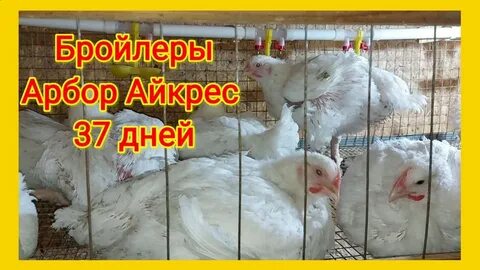 Айкрес бройлер