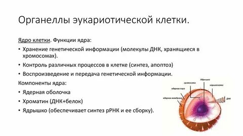 Типичными органоидами цитоплазмы эукариотической клетки являются