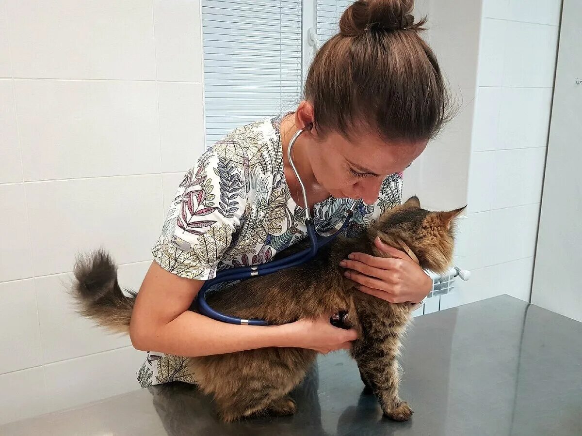 Ветеринарный госпиталь заречье. Ветклиника севастополь на античном. Ветмир севастополь. Ветеринарная клиника севастополь круглосуточно на античном. Ветклиника севастополь на античном.