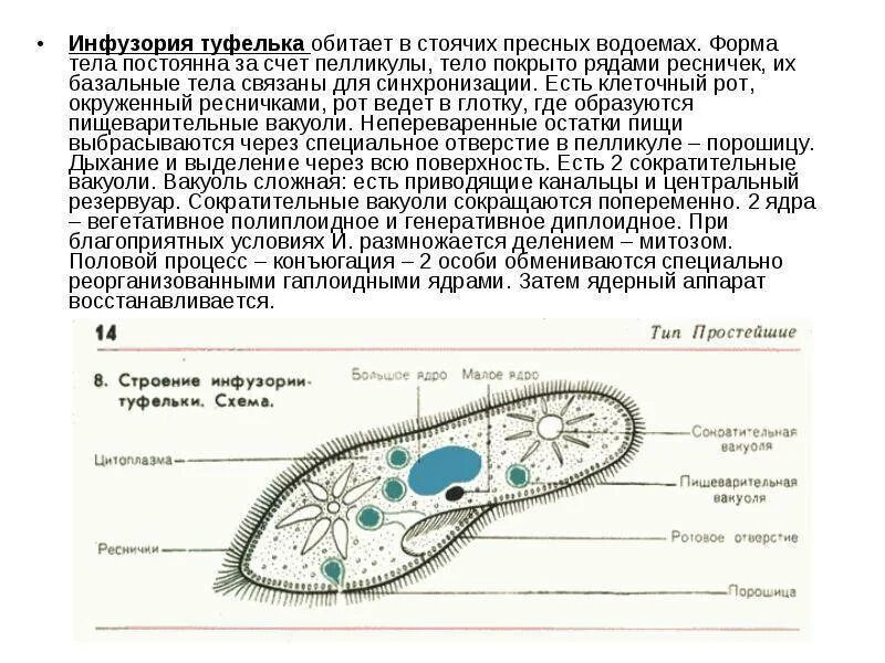 Строение и передвижение инфузории туфельки лабораторная работа. Инфузория туфелька пелликула. строение реснички инфузории. строение туфельки биология. строение реснички инфузории туфельки.