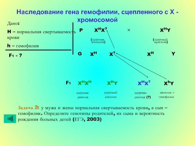 У здоровых родителей сын болен гемофилией определите. Наследование Гена. Решение задач на сцепленное наследование. Ген гемофилии сцеплен с геном. Решение задач по гемофилии.