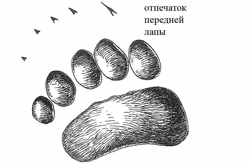 Лапы бурого. След задней лапы медведя. отпечаток лапы медведя. отпечаток следа медведя. след передней лапы медведя.