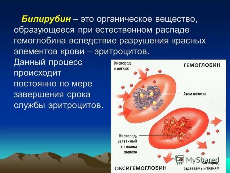 Печень и эритроциты. Билирубин биологическая роль. Повышение концентрации билирубина в крови. Билирубин образуется из гемоглобина. Разрушение эритроцитов и билирубин.