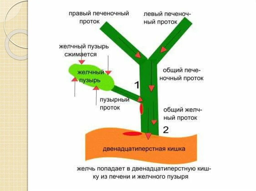 Схема движения желчи по желчным протокам. Пути выведения желчи схема. Как образуется желчь схема. Схема путей оттока желчи желчевыводящих путей ЖВП. Какой процесс происходит под действием желчи