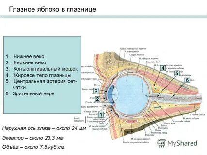 Конъюнктивальный мешок куда капать глазные капли
