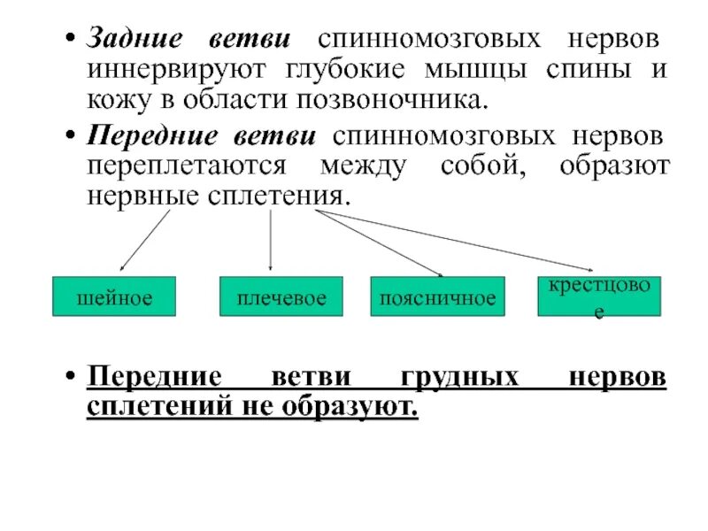 Ветви спинномозговых нервов иннервирующие. Ветви грудных нервов. Передние ветви спинномозговых нервов иннервируют. Передние ветви грудных нервов. Ветви грудных нервов иннервируют.