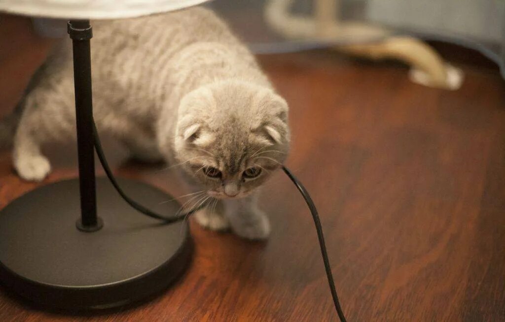 Почему кошка грызет провода. Кот перегрыз провод. котик перегрызает провод. котики и провода. кошка перегрызла провод.
