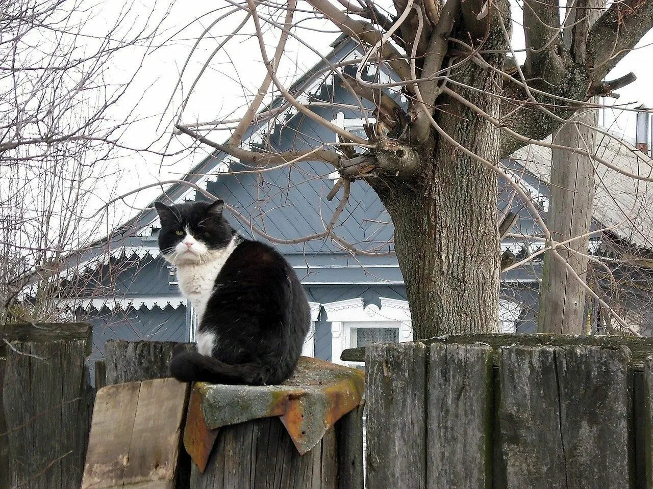 Кот васька сидит около забора. Кот на заборе. коты на заборе. кот на заборе в деревне. деревенские коты на заборе.