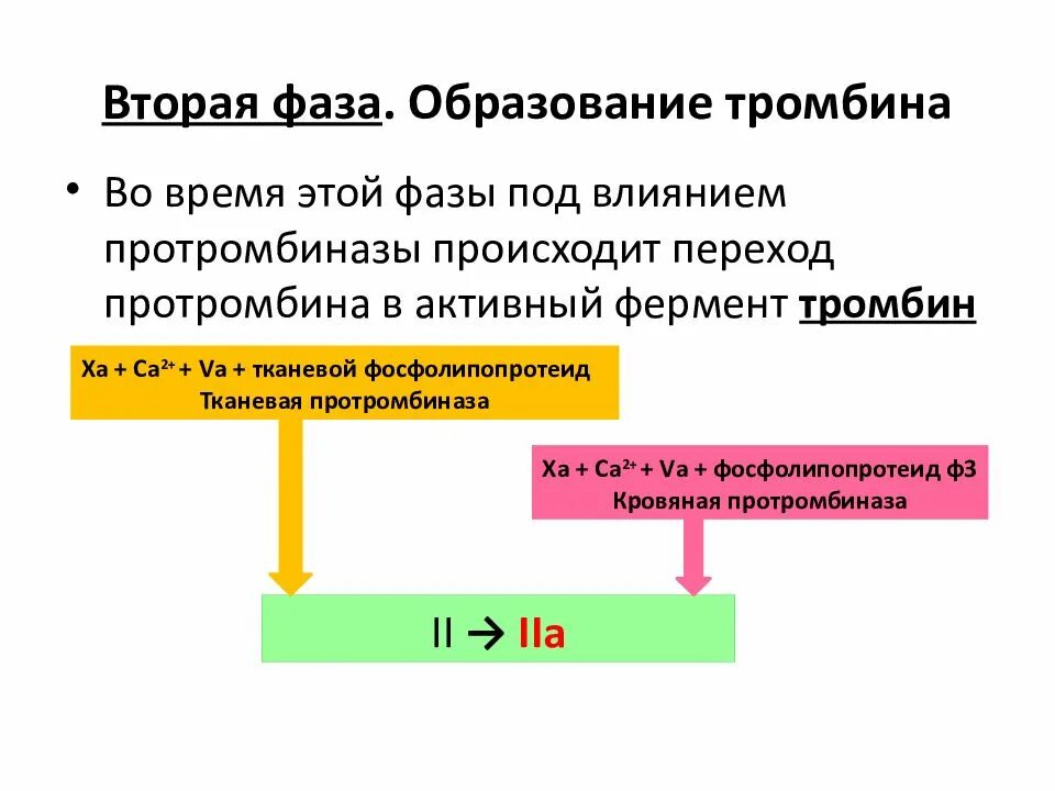 Под влиянием чего это происходит. Образование тромбина из протромбина. фаза образования тромбина. переход протромбина в тромбин. переход протромбина в тромбин происходит под влиянием.