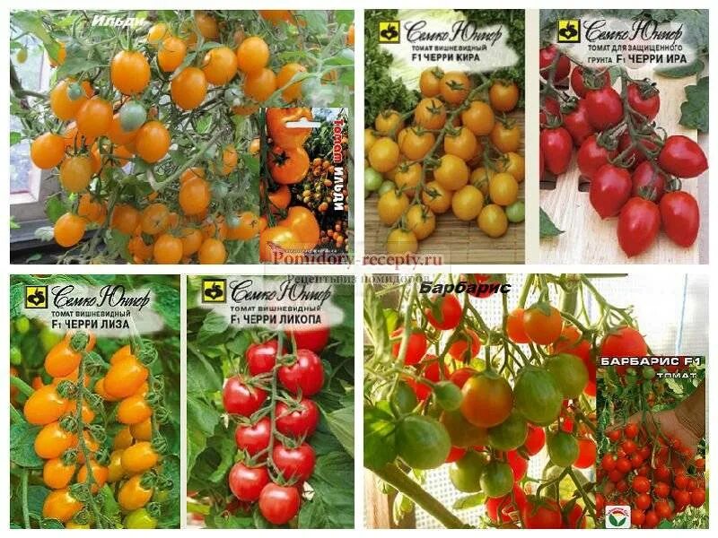 Томат черри кистевой. Грунт для томатов черри. Семена помидоры черри низкорослые. Томаты черри низкорослые сорта. Партнер томат черри требус f1.