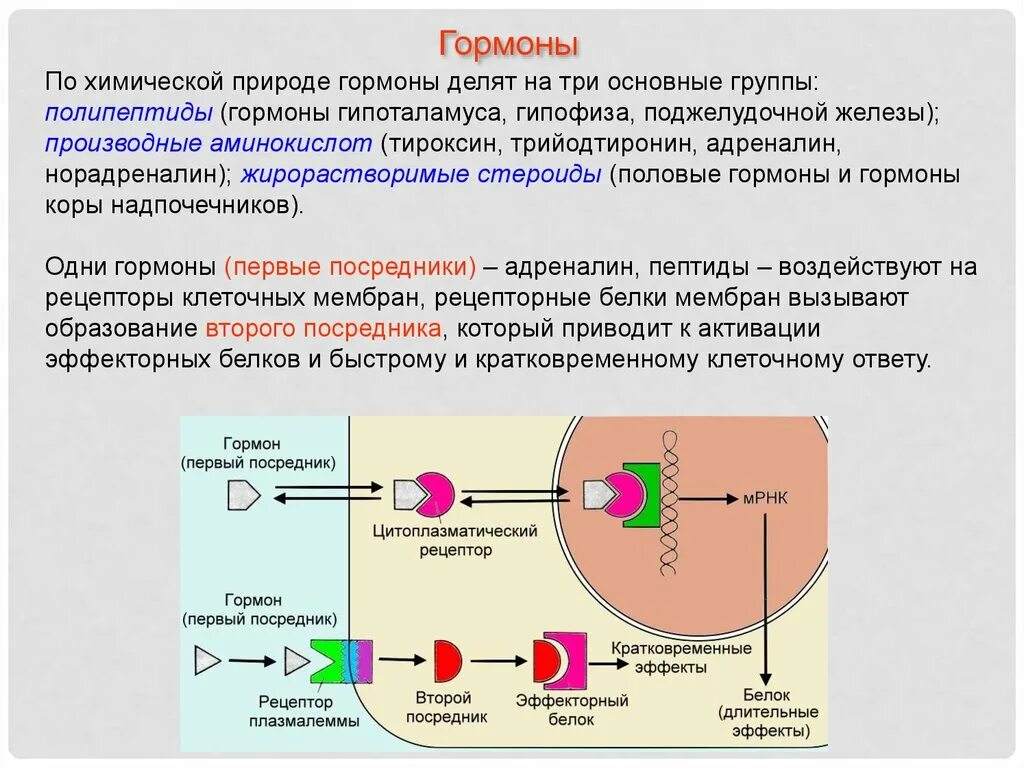 Гормонов в первую очередь. Механизм действия аминокислотных гормонов. Гормоны производные аминокислот механизм действия. Классификация гормонов гипоталамуса по химической природе. Механизм действия гормонов аминокислот.