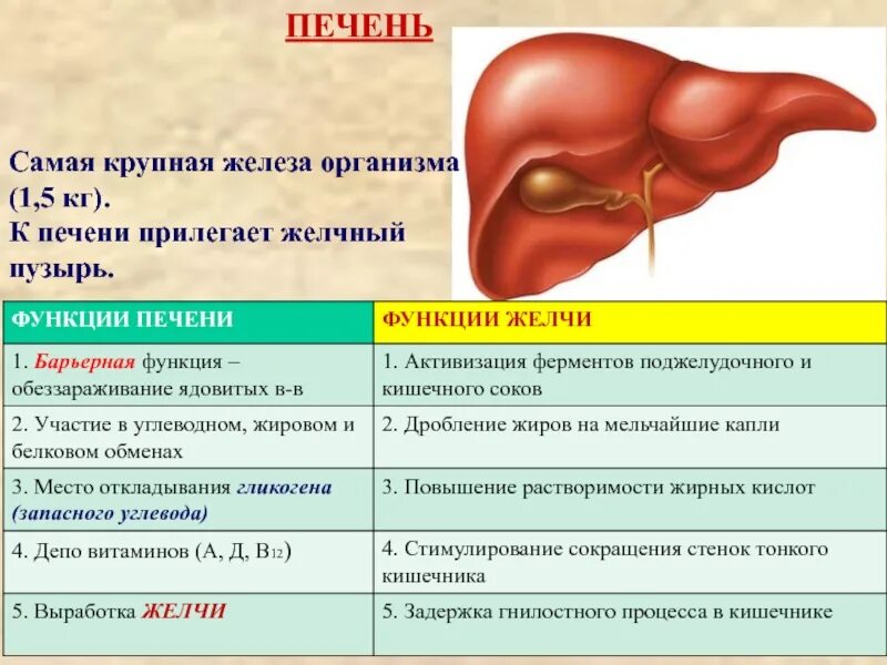 Функции желез печени. Печень человека строение и функции таблица. строение и функция желчного. печень характеристика и функция.