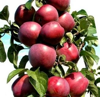 Яблоня колонновидная