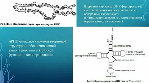 За счет каких связей обеспечивается первичная