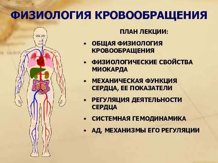 Какие функции выполняет кровообращение. Физиология кровообращения. Физиология кровообращения физиология. Кровоснабжение физиология. Особенности системы кровообращения.