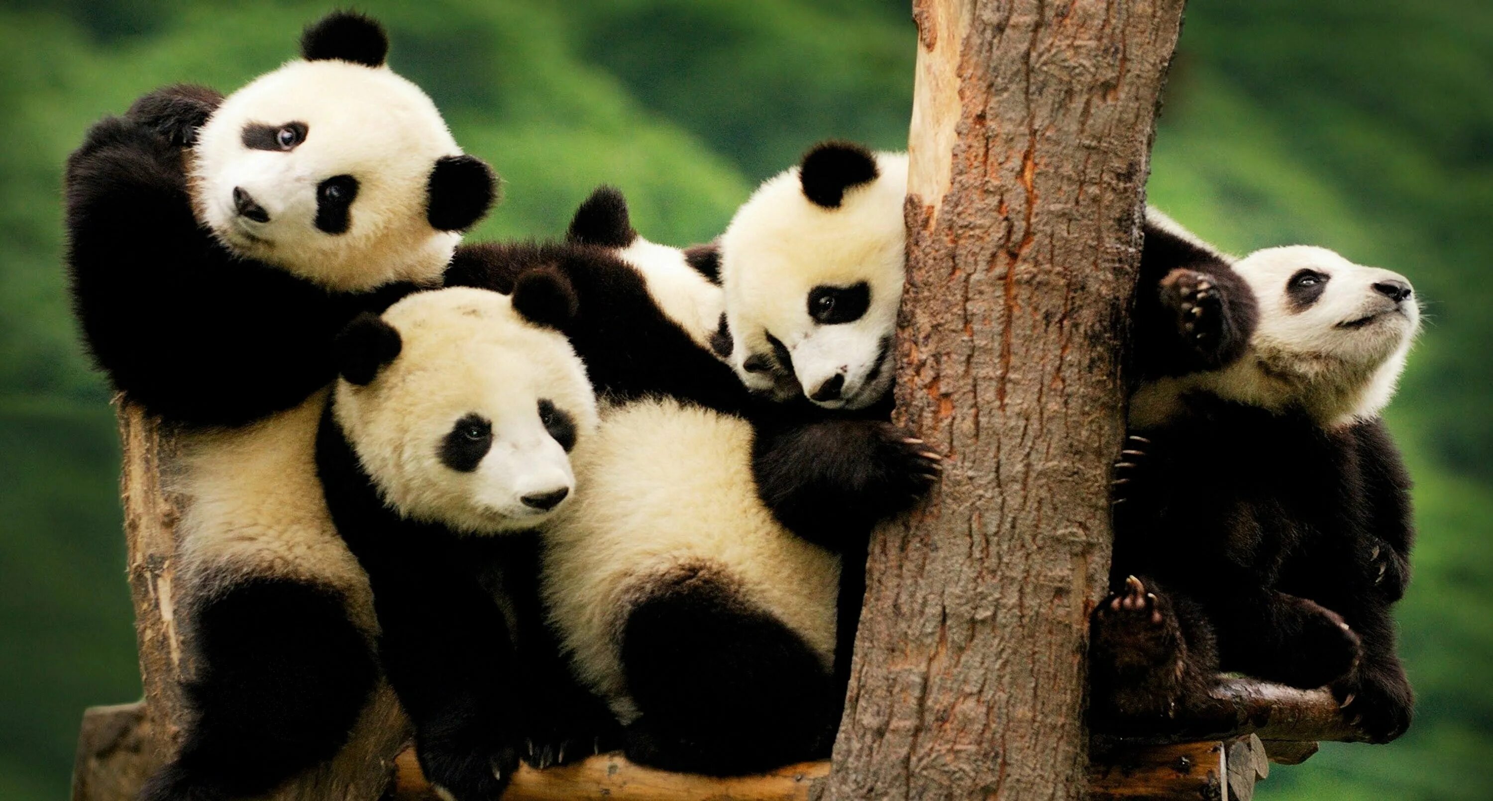 Pandas названия колонок