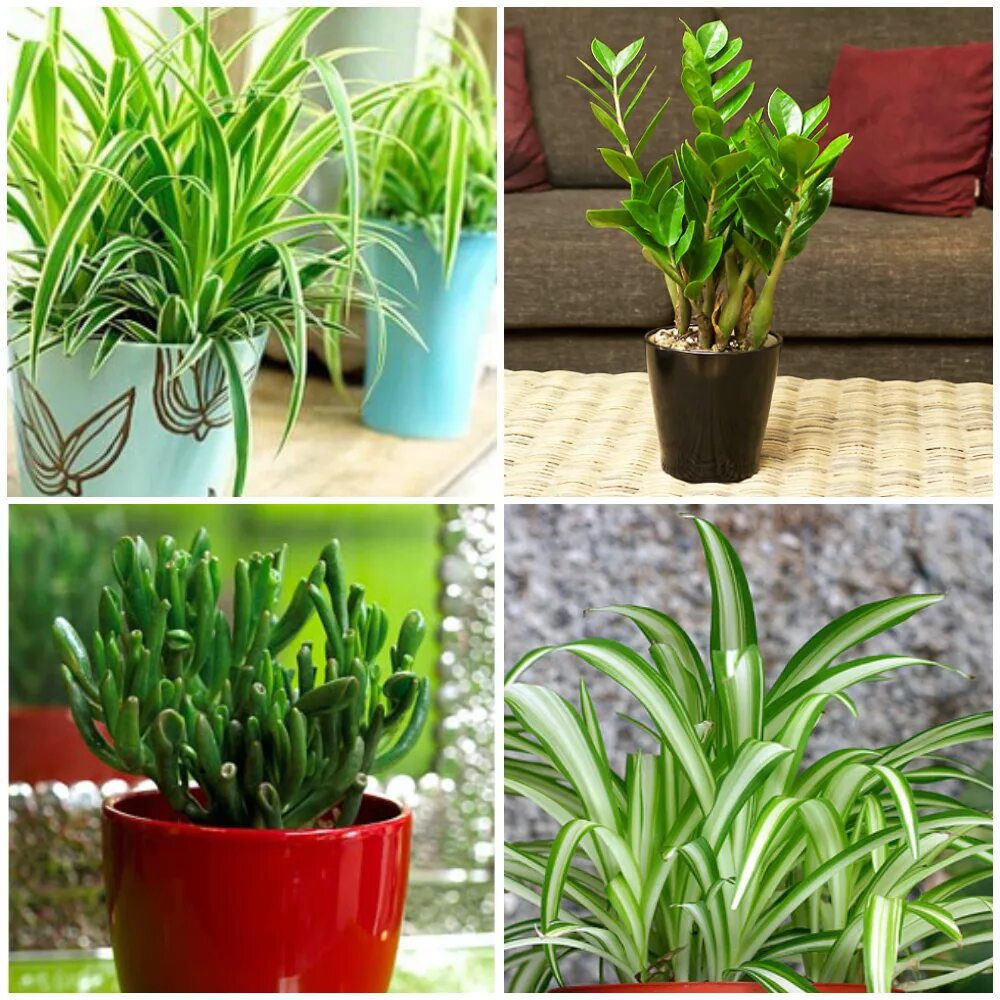 декоративные цветы в горшках. неприхотливые комнатные цветы. цветы в квартире. гортензия росток как выглядит фото. 43 cutting advice plants.