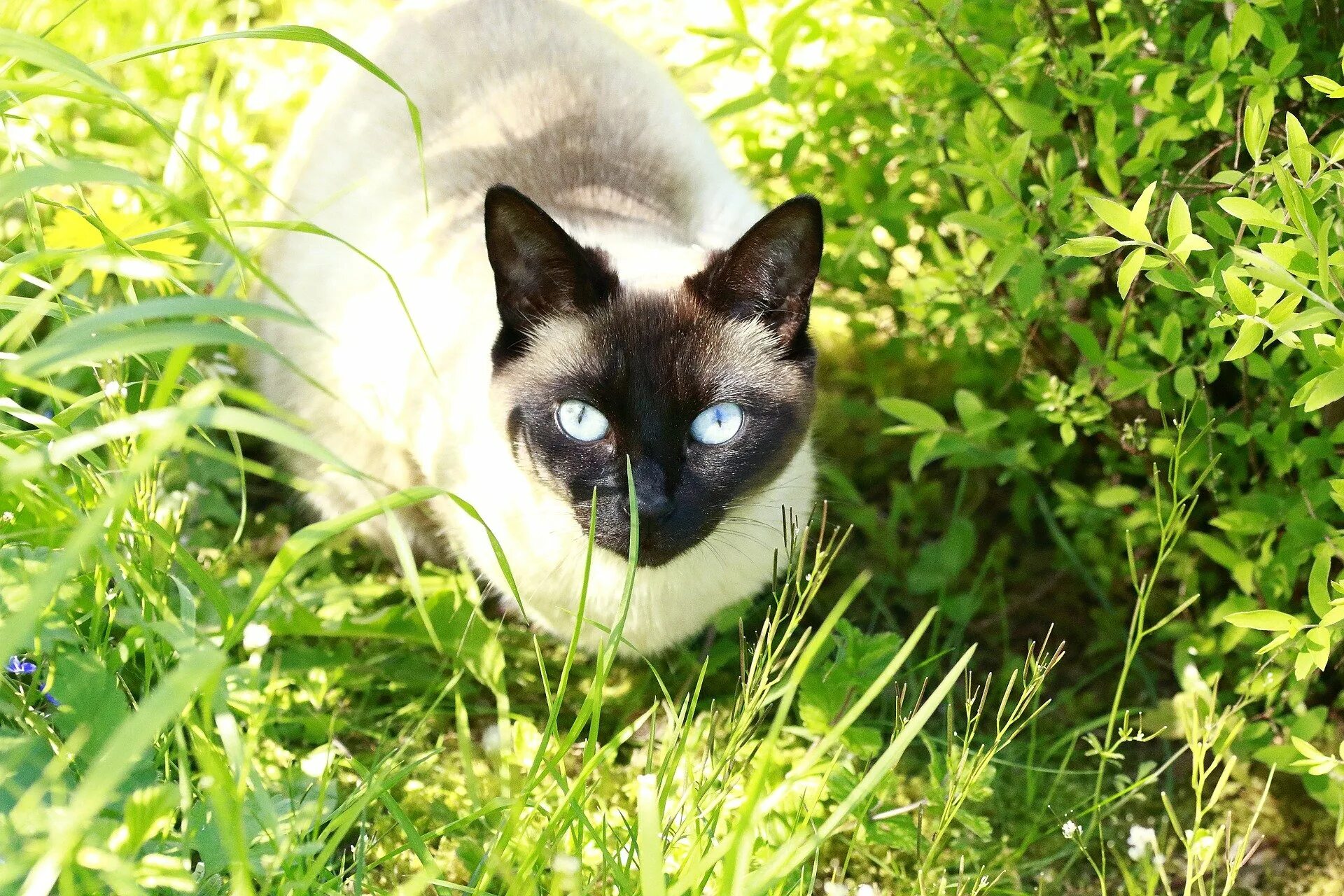 Ist das katze