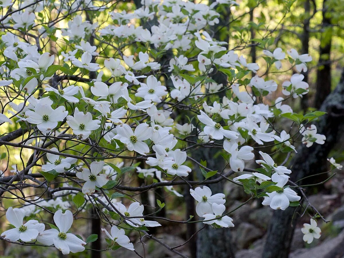 Кустит