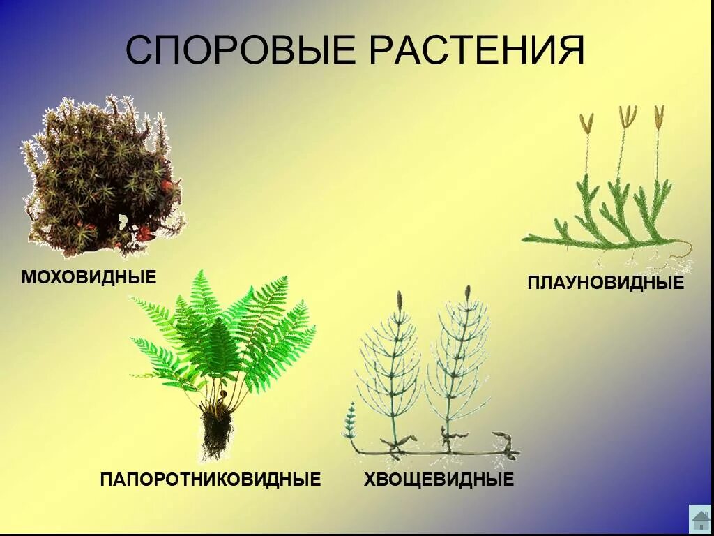 Споровые растения примеры названия