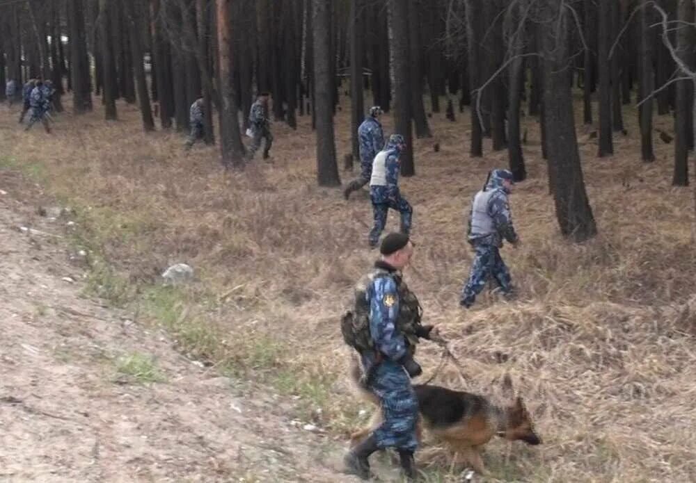 Полиция прочесывает лес. Полиция прочесывает лес с собаками. Полицейские в лесу. Задержание преступника в лесу.