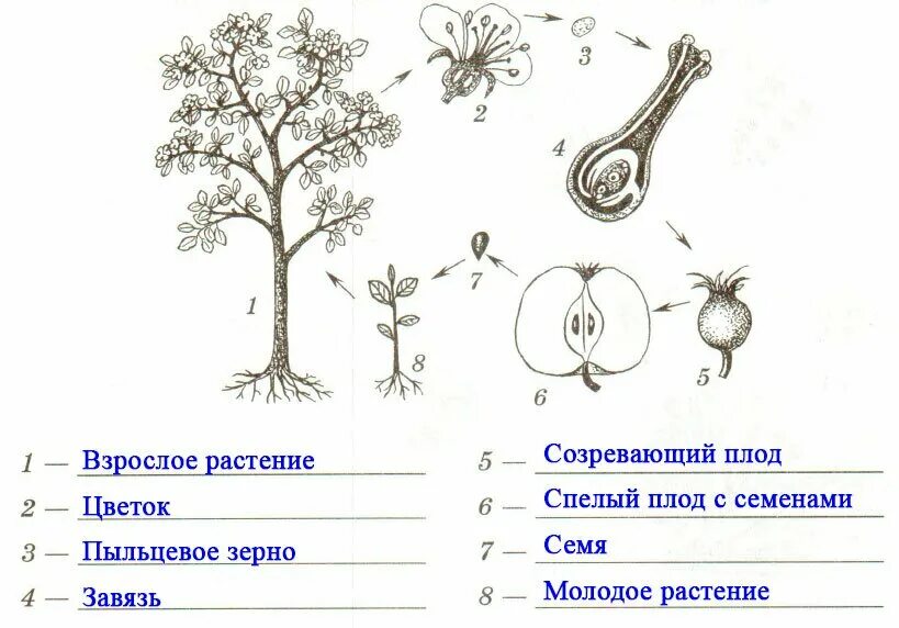 Оплодотворение покрытосеменных растений схема. Схема цикла размножения покрытосеменных. Цикл развития покрытосеменных схема. Жизненный цикл покрытосеменных растений схема.