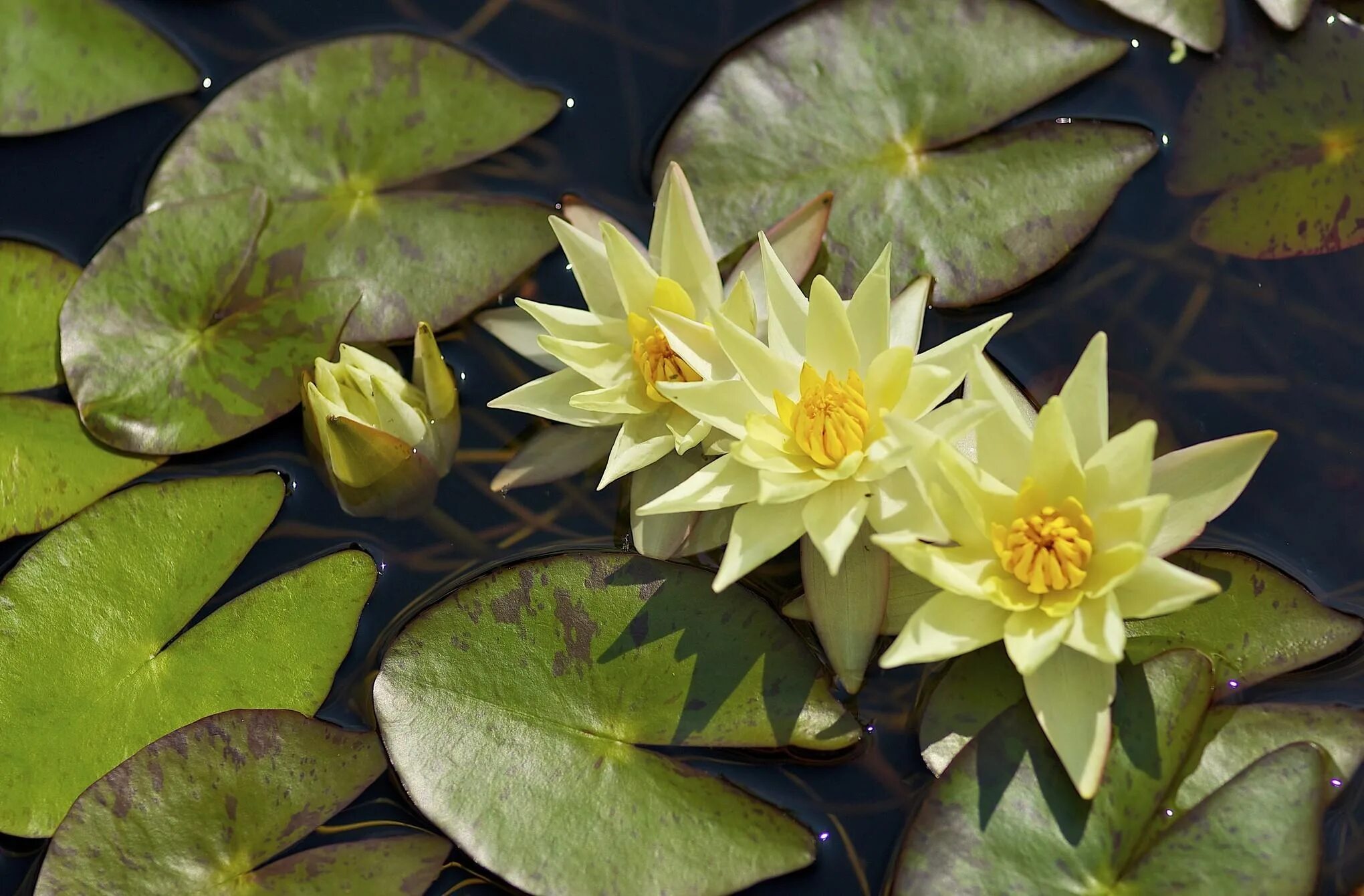 Большие листья на воде. Водяная Лилия/Nymphaea. Кувшинка нимфея. Нимфея тигровая. Лилия нимфея.