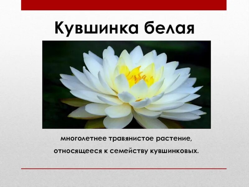 Кувшинка относится к группе. Кувшинка белая красной книги России. Краснокнижные растения кувшинка белая. Растения красной книги России кувшинка белая. Кувшинка белая красная книга Самарской области.