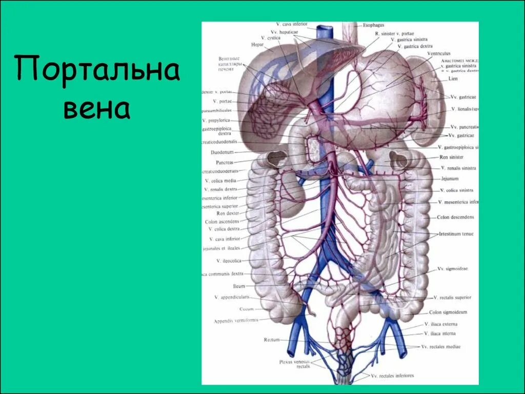 Система воротной вены анатомия. Портальная Вена анатомия. Воротная Вена печени анатомия. Система воротной вены схема.