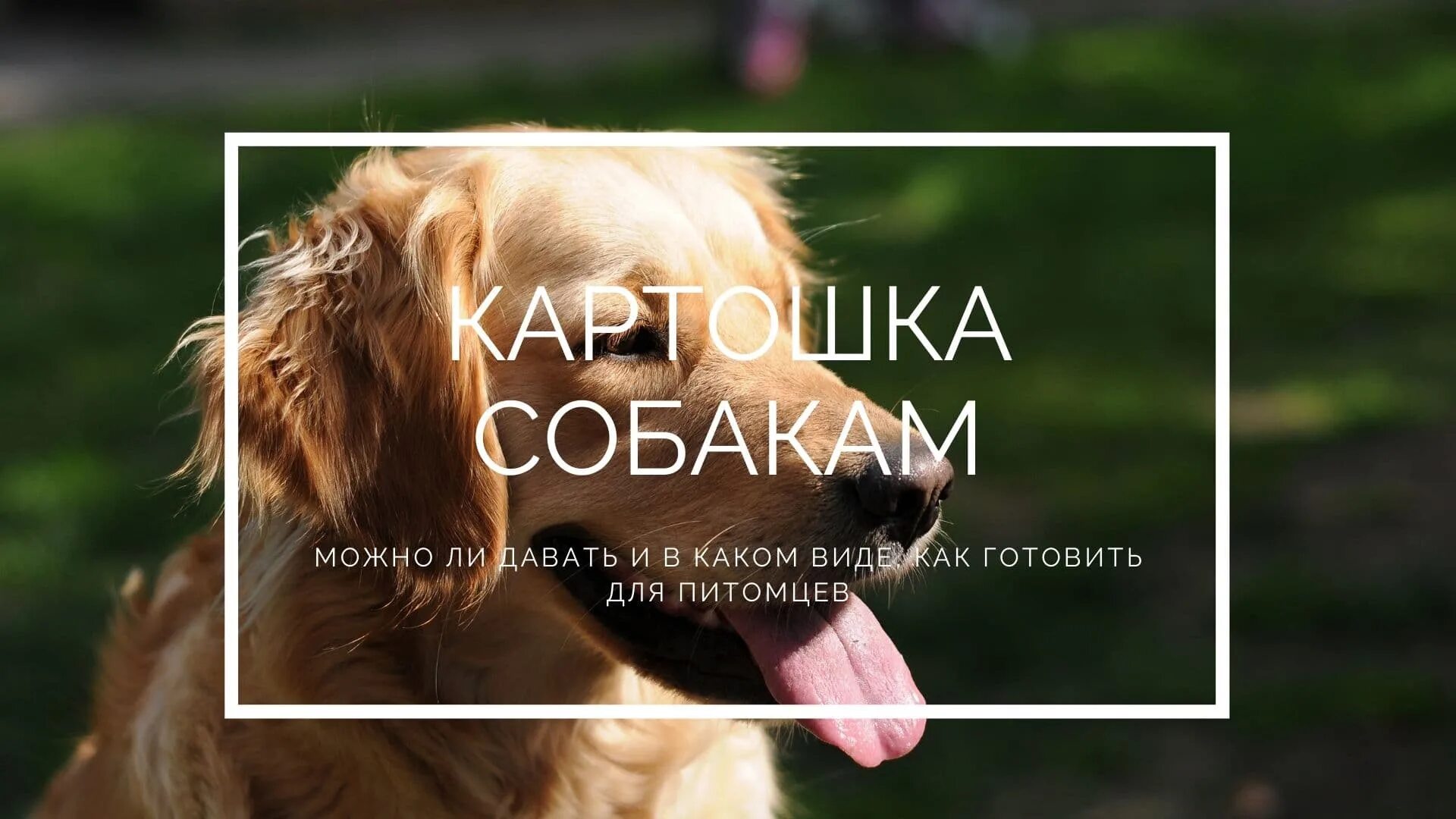 Можно собакам давать картошку. Собака картошка. можно ли давать собаке картошку. можно ли собакам картошку и в каком виде. пёс с картофельной.