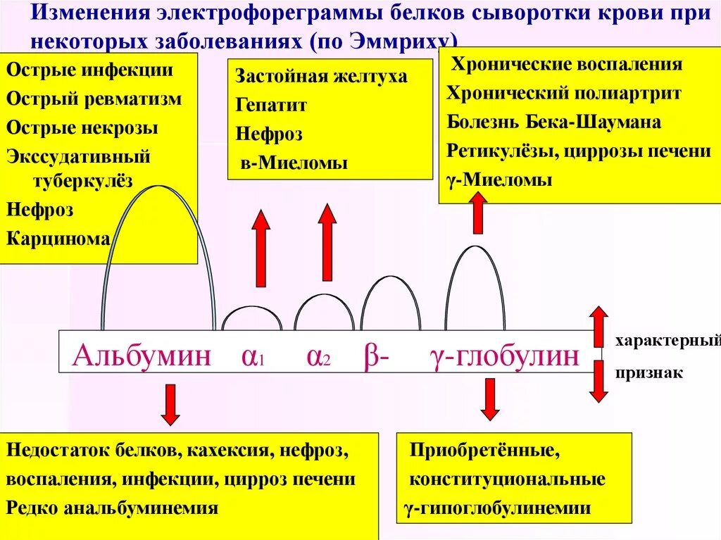 Клинико диагностическое определение общего белка. Белковые фракции сыворотки крови при нефротическом синдроме. Распределение фракций белков сыворотки крови. Белковые фракции заболевания. Изменения белковых фракций при остром воспалении.