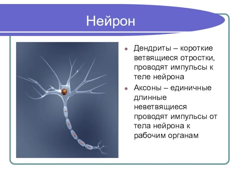 Короткие ветвящиеся отростки нервных клеток. Нейроны аксоны дендриты. Нервная клетка дендриты и аксоны. Дендриты Аксон тело нейрона. Дендрит это отросток нейрона.