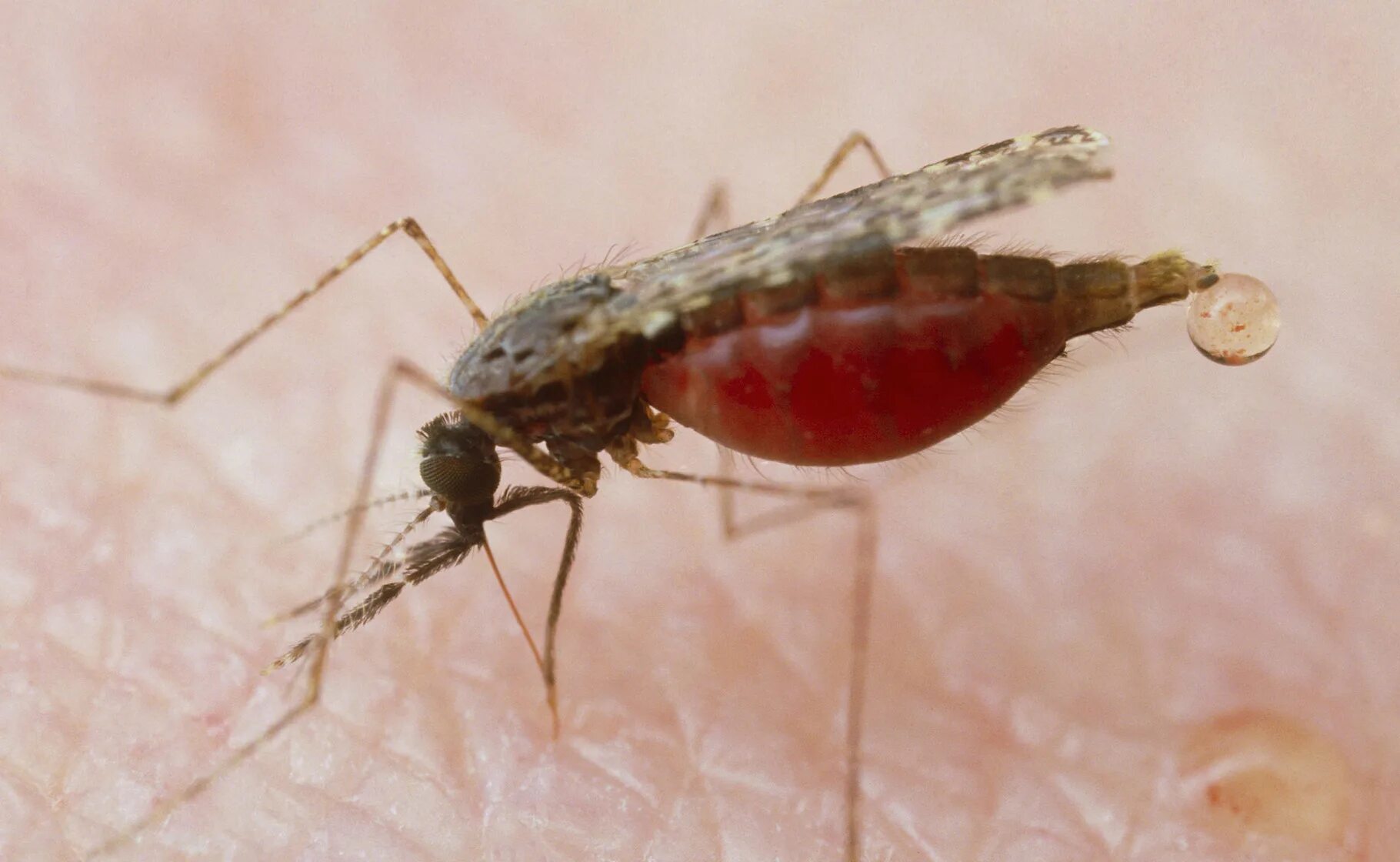 Малярия животное. Малярийный Москит. Малярийный комар это паразит. Anopheles stephensi. Самки малярийных комаров.