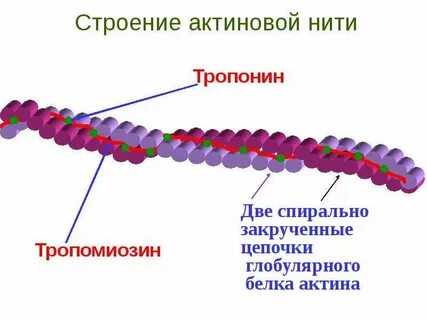 Структура нити