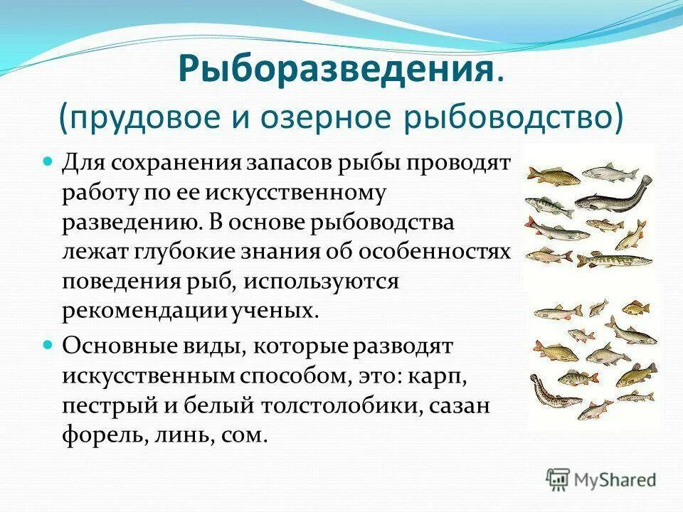 Почему численность промысловых рыб. Рыбоводство доклад. Прудовые хозяйства рыб. Способы охраны рыб. Схема прудового рыбоводства.