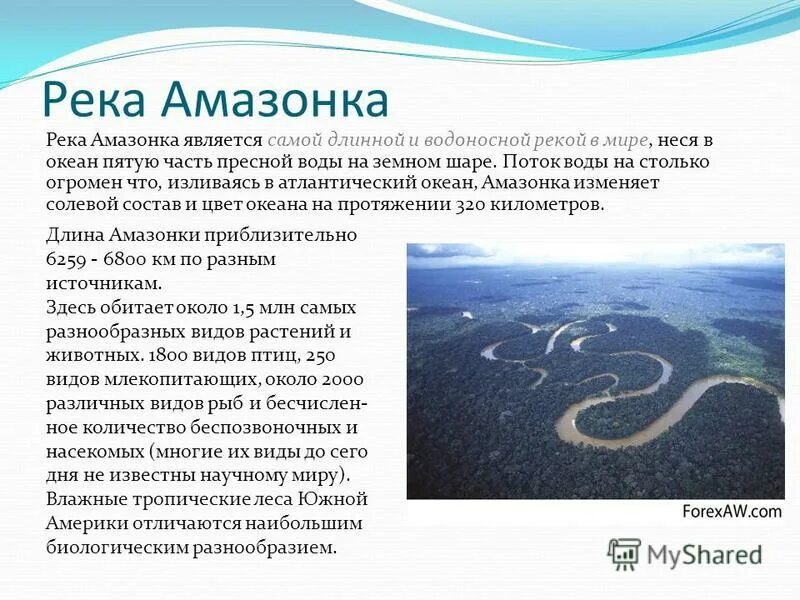 Описание реки амазонка по плану 7 класс. Амазонка доклад. Река Амазонка интересные факты. Река Амазонка доклад. Самая длинная река в мире Амазонка доклад 4 класс.