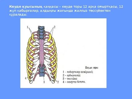 Әдемі келіншек жату үшін көйлегін көтерді.