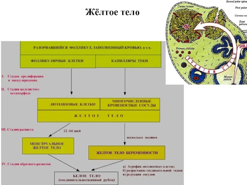 Село желтое. Стадии формирования желтого тела.