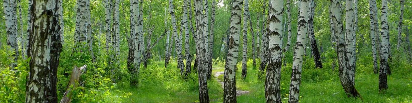 Березовая роща является природным сообществом. Берёзовая роща кунгур. березовая роща орел. березовая роща тула.